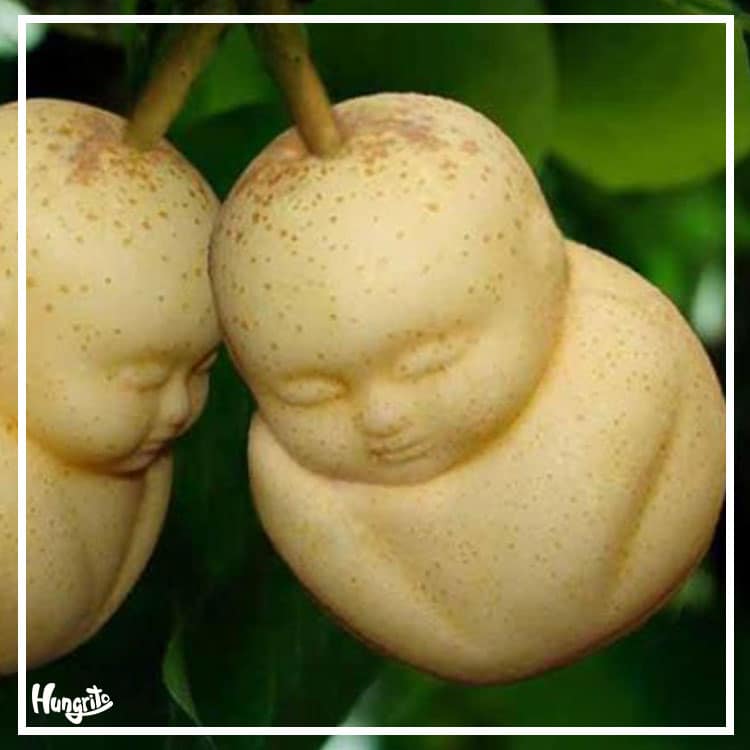 buddha pears