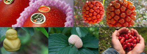 Freaky And Healthy Fruits