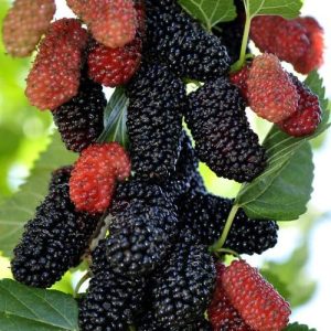 Mulberries| setur| summer| fruits| school memories