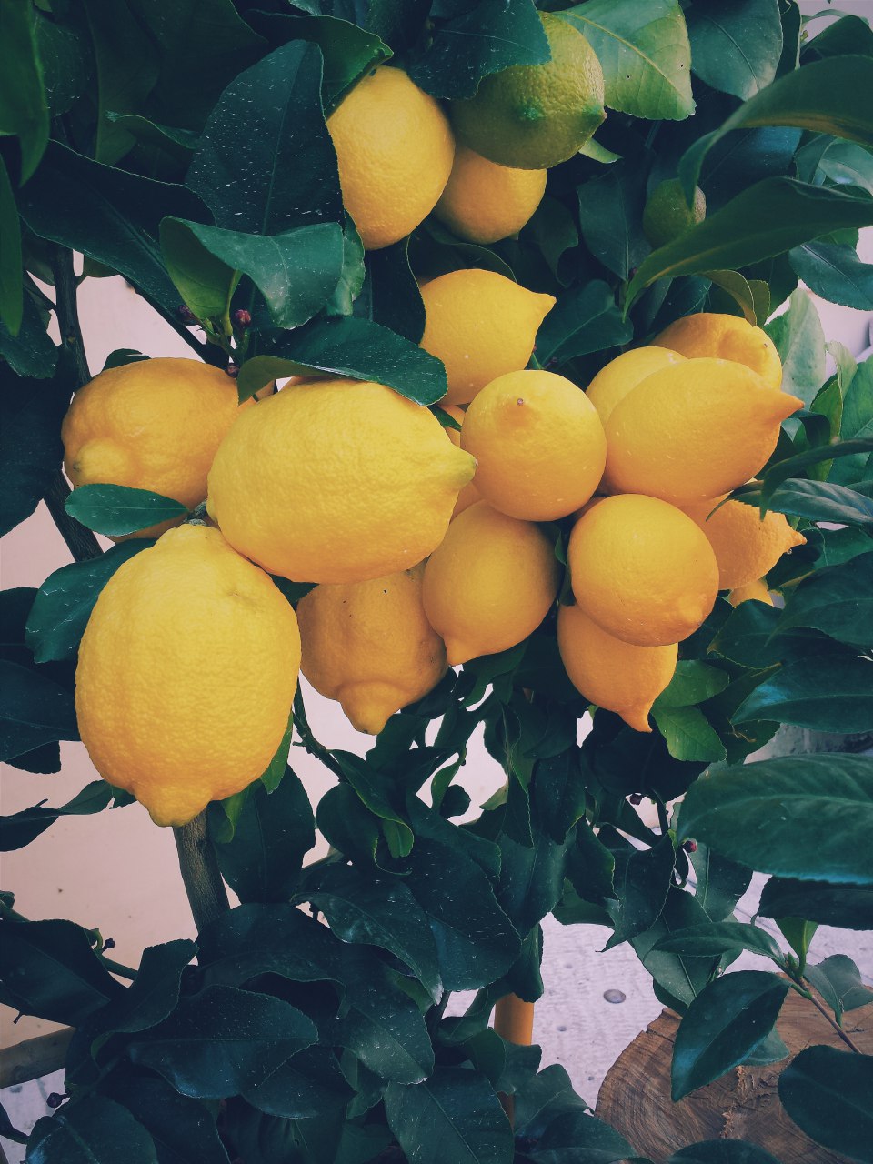 lemon| vegetables| fruit| yellow|sour fruit| yoga diet