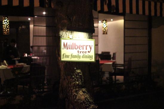 Best Restaurants in Mount Abu| Mulberry Tree