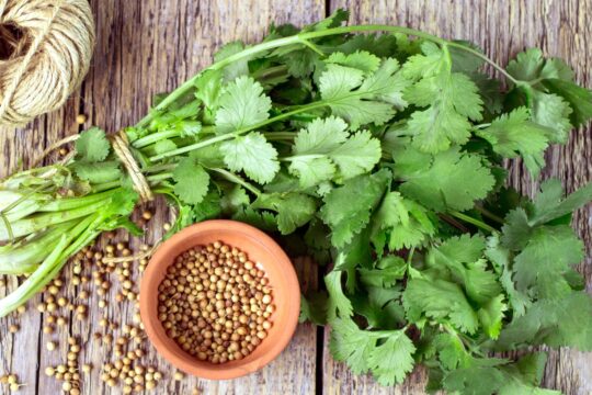 gorgeous leafy greens and their benefits| Coriander