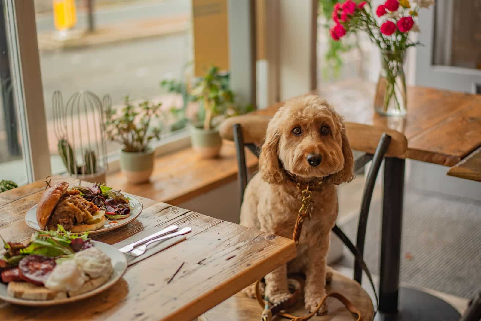 Cafes allowing dogs near 2024 me