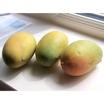 Three Rajapuri mangoes together in frame | Types of Mangoes in Gujarat