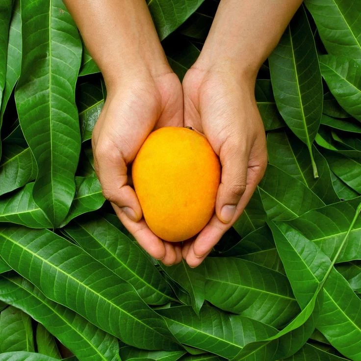 An Image of a mango held by two hands as the background consists of leaves